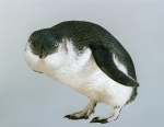 Little Penguin, Eudyptula minor variabilis, collected 24 Nov 1994, Titahi Bay, Wellington, New Zealand. CC BY-NC-ND licence. Te Papa (OR.025037)