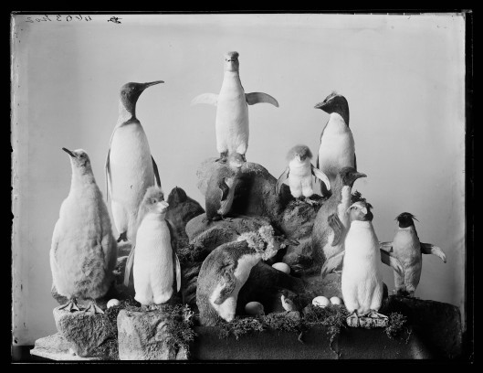 [Group of Penguins], Dunedin, by Burton Brothers, maker unknown. Te Papa (C.018345)